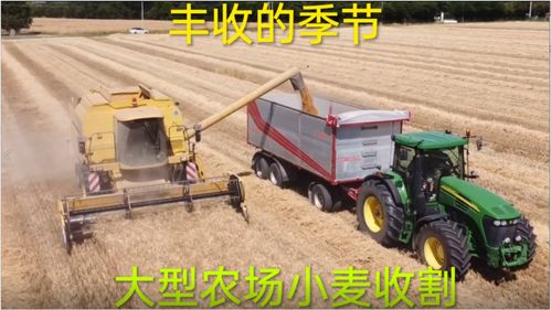 豐收季里的金色交響 大型農場小麥收割的機械化革命
